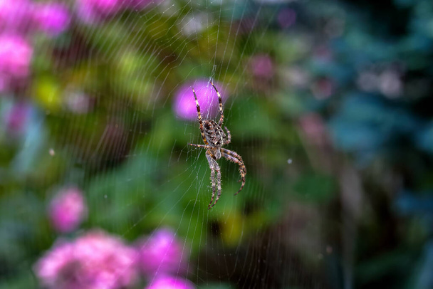 Паук сидит посреди паутины в саду в Польше - Фото, изображение