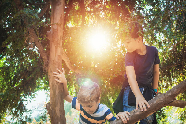 Two boys climbing on a tree while paying together in nature. - Foto, immagini