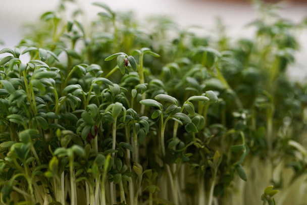 Doldurulmuş çerçeve arkaplanı Yeşil mikro bitki, su teresi salatası - Fotoğraf, Görsel
