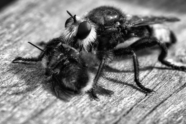 Yellow murder fly or yellow robber fly as black and white image with a bumblebee as prey. The insect is sucked out by the hunter. Yellow black hairs cover the hunter. Macro shot from nature - Fotografie, Obrázek