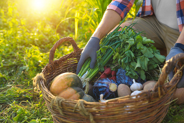 Człowiek zbierający różne świeże dojrzałe warzywa na farmie, zbliżenie - Zdjęcie, obraz