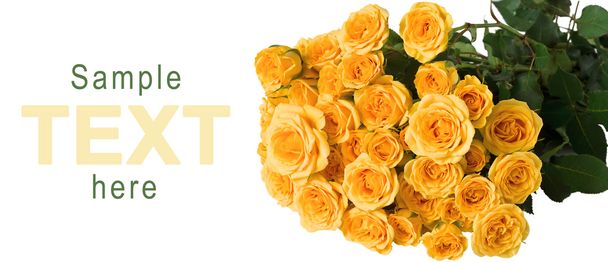 Roses arbustives jaunes
 - Photo, image