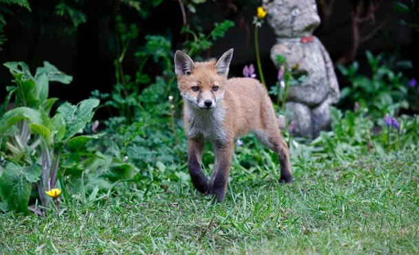 Fox cachorros jugando en el jardín - Foto, imagen