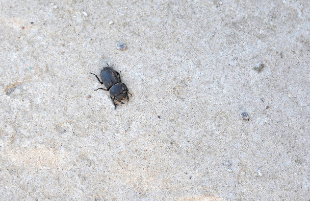 pequeño escarabajo con cuernos en la arena gris seca de cerca - Foto, imagen