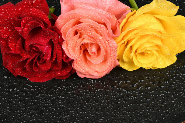 A foto de estúdio de uma rosa vermelha, rosa e amarela sobre um fundo preto. Dia dos Namorados. Foto de alta resolução. Profundidade total do campo. - Foto, Imagem