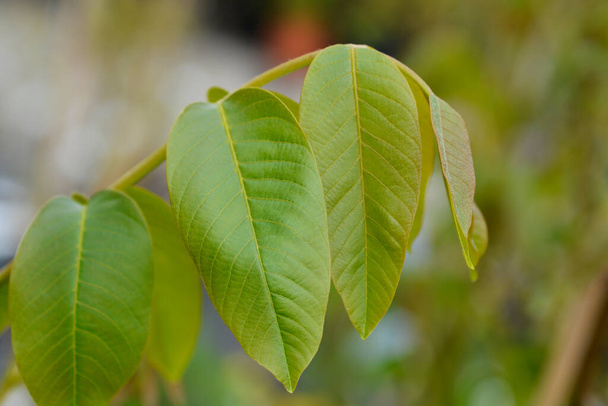Common walnut branch with new leaves - Latin name - Juglans regia - Fotó, kép