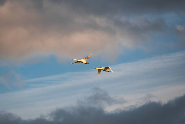 Para gęsi latających wieczornym niebem wzdłuż wybrzeża Islandii - Zdjęcie, obraz