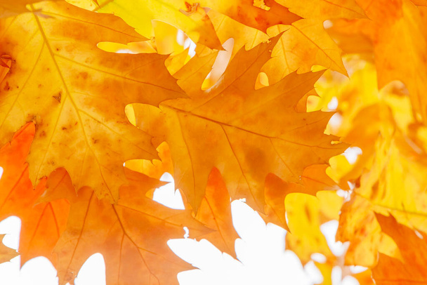 close up of yellow and brown oak tree foliage at fall - 写真・画像