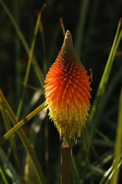 Arkkitehtoninen kasvi kasvaa puutarhassa Yhdistyneessä kuningaskunnassa. Kirkkaat eloisat värit oranssi, keltainen ja vihreä - Valokuva, kuva