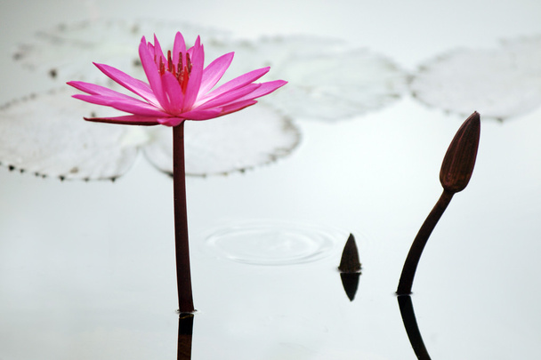 pink lotus in raining in pond - 写真・画像