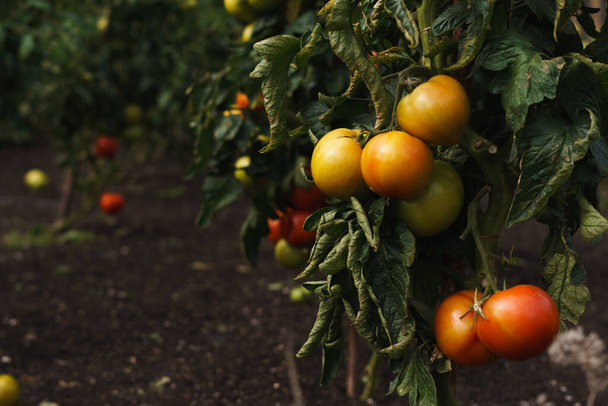 Μεγάλες παχουλές ώριμες ντομάτες που αναπτύσσονται σε ένα αμπέλι σε ένα λαχανόκηπο του Ηνωμένου Βασιλείου - Φωτογραφία, εικόνα