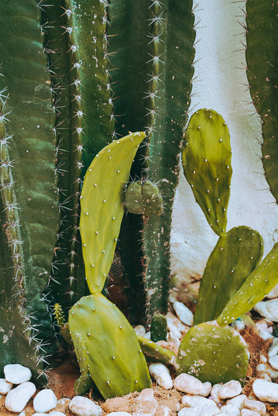 Green cactus, close-up on white light background, beautiful natural plant background. - Photo, Image