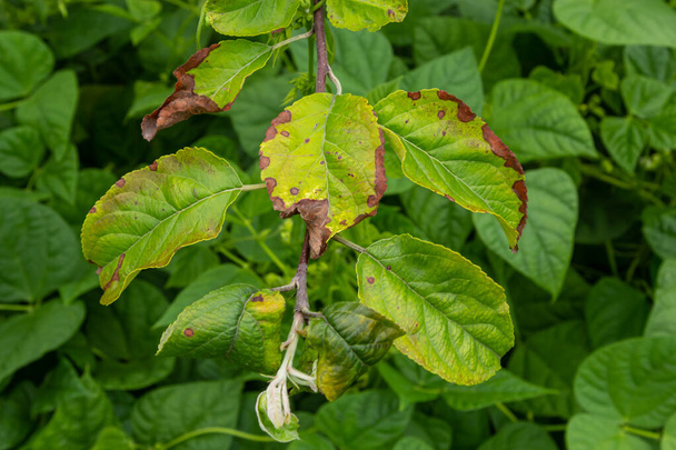Розовая листопад яблони тля, Dysaphis devecta, яблони вредитель. Деталь пораженного листа. - Фото, изображение