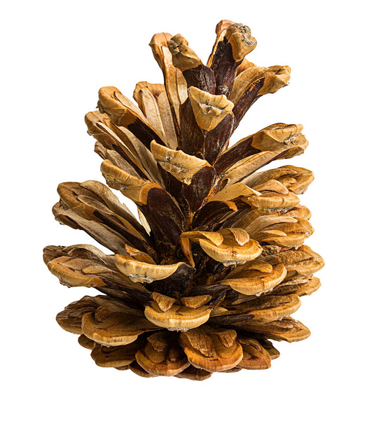 Brown pine cone isolated on white background - Photo, Image