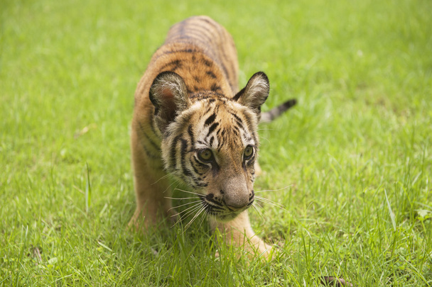 Baby Indochinese tiger plays on the grass. - Photo, Image