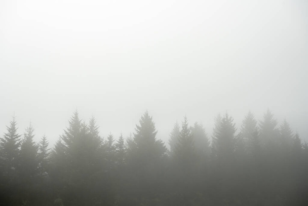Línea de pinos oscurecidos en la niebla en las montañas Blue Ridge - Foto, Imagen