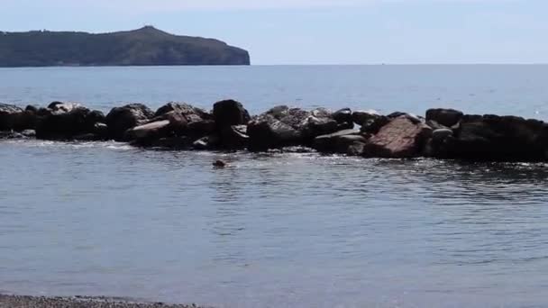 Palinuro, Campania, Italië - 19 september 2022: Honden zwemmen in de zee aan het strand van het dorp Baia del Silenzio - Video