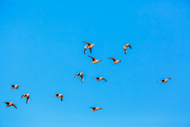 Flock of Burchell's Sandgrouse in flight isolated in blue sky in Kgalagadi transfrontier park, South Africa; specie Pterocles burchelli family of Pteroclidae - Photo, Image