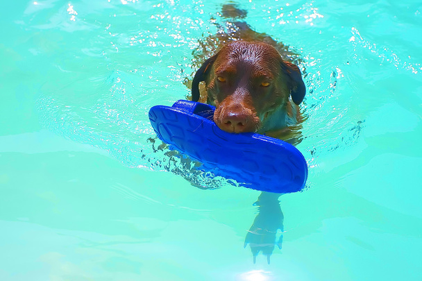 Hund bringt Hausschuh ins Wasser - Foto, Bild
