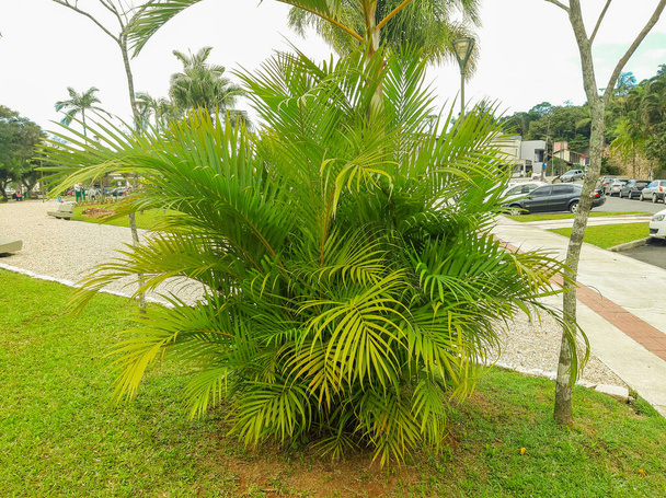 Vegetao tropical no parque - Foto, Imagem