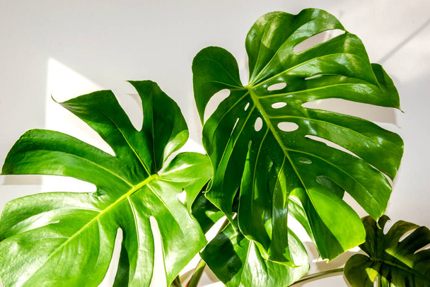 green monstera leaves on white background. summer, exotic plants. - Photo, Image