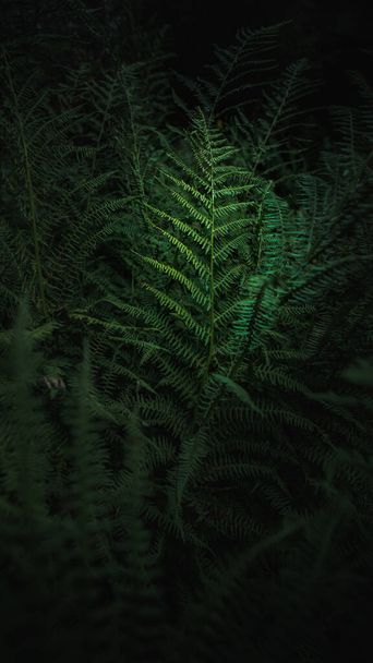 Τροπικά φύλλα φτέρης σε σκούρο πράσινο φόντο. Καταπληκτικό κοντινό και κακόκεφο τοπίο. - Φωτογραφία, εικόνα