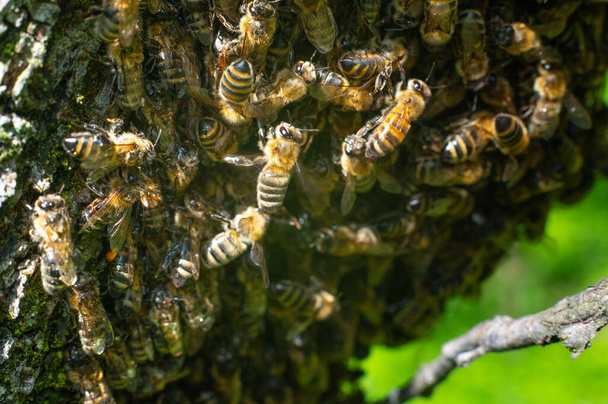 Honey bees swarm on a tree, worker insects, bees on a tree. - Photo, image