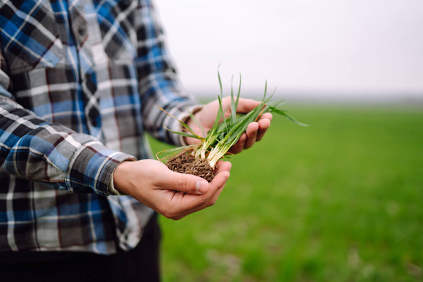 Young Green wheat seedlings in the hands of a farmer.  Agriculture, gardening or ecology concept. - Fotografie, Obrázek