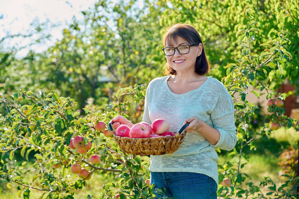 Woman harvesting organic red apples in garden on sunny autumn day. Middle-aged female near tree with ripe apples, posing in an orchard. Agriculture, farming, natural ecological eco fruits - Photo, image