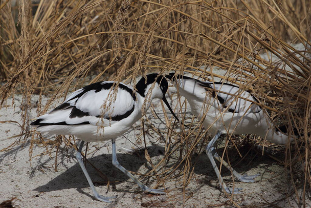 The pied avocet (Recurvirostra avosetta) is a large black and white wader in the avocet and stilt family, Recurvirostridae. They breed in temperate Europe and western and Central Asia. - Photo, Image