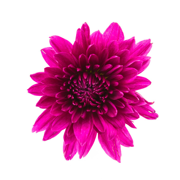 Purpurrote Chrysanthemenblüte - Foto, Bild