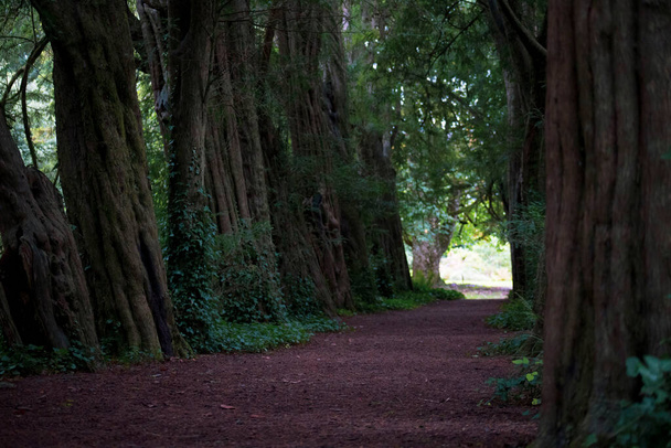 Lismore, IRLAND. Fußweg durch einen Tunnel aus Taxusbäumen. Taxus baccata ist ein Nadelbaum aus West-, Mittel- und Südeuropa. - Foto, Bild