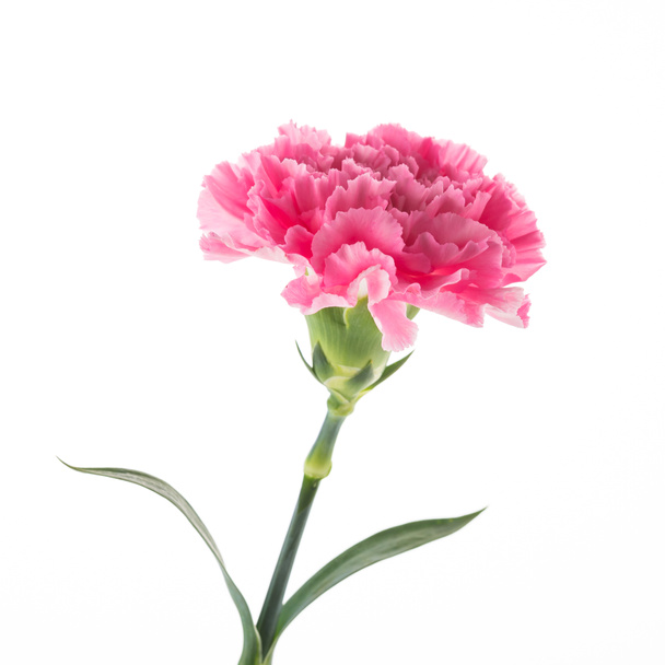 Różowy kwiat goździka - Zdjęcie, obraz