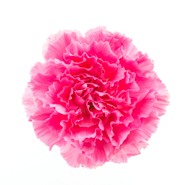 Rosafarbene Nelkenblüte - Foto, Bild