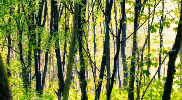 Ein wunderbarer sommerlicher Laubwald. Abstrakter natürlicher Hintergrund. - Foto, Bild