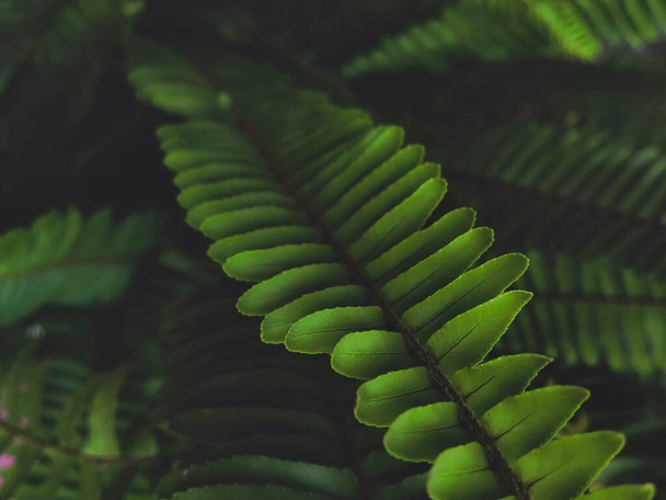 A fern leaves background with copyspace - Φωτογραφία, εικόνα