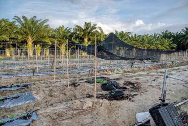 scena dei pali di bambù in fila simmetrica presso l'azienda agricola strisciante della pianta della vite. - Foto, immagini