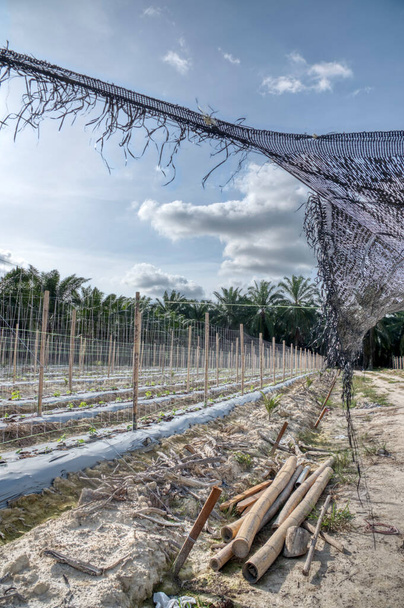 cena dos pólos de bambu em linha simétrica na fazenda de agricultura de planta de videira rastejante. - Foto, Imagem