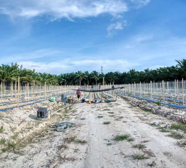 escena de los postes de bambú en fila simétrica en la granja de agricultura de plantas de vid rastrera. - Foto, Imagen