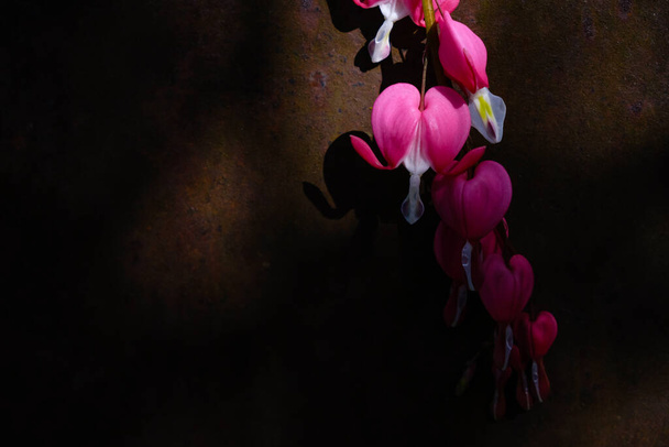 Bloemen van bloedende harten op een roestige achtergrond. Donkere foto. Kopieerruimte. - Foto, afbeelding