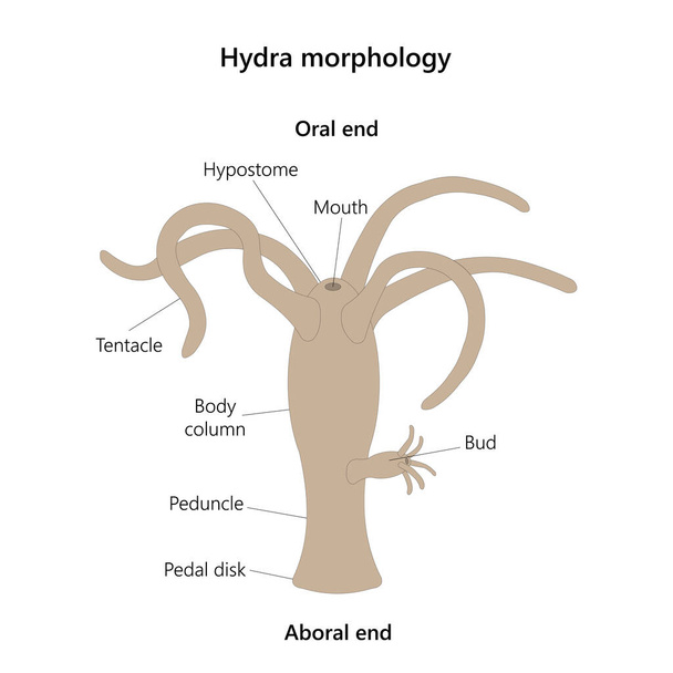 Hydra morfologie. Vector illustratie. geïsoleerd op wit. - Vector, afbeelding