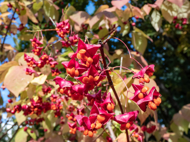 Mandrino alato grande (euonymus macropterus) con foglie colorate e frutti arancioni racchiusi da una capsula rosa a quattro lobi - Foto, immagini