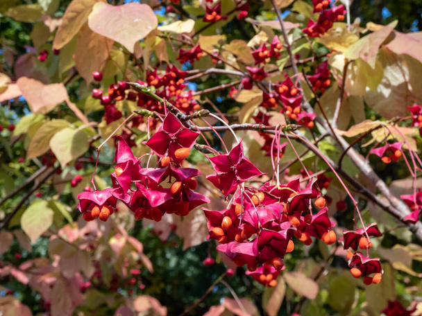 Δέσμη μεγάλης πτέρυγας (euonymus macropterus) με πολύχρωμα φύλλα και πορτοκαλιές που περικλείεται από τετράφυλλη ροζ κάψουλα - Φωτογραφία, εικόνα