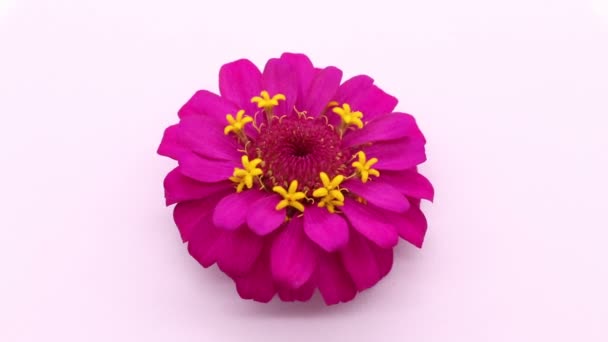 clips video colorful pink flowers zinnia elegans arrangement flat lay postcard style on background white  - Footage, Video