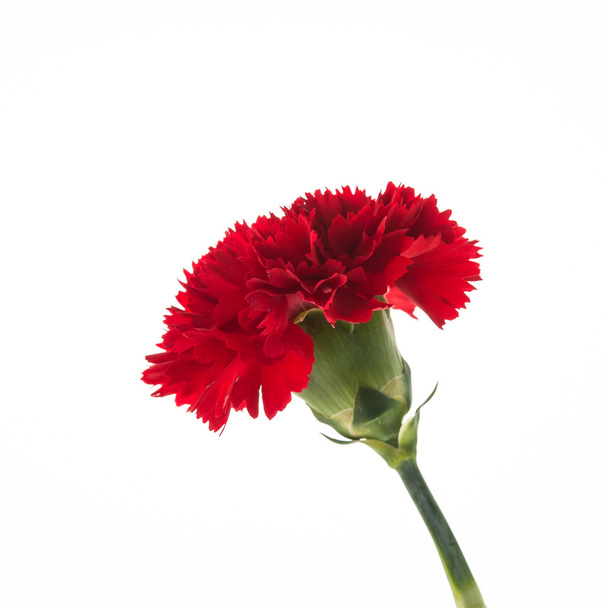 Oeillet rouge fleur
 - Photo, image