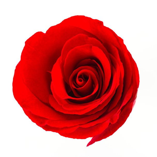 Fleur rose rouge
 - Photo, image
