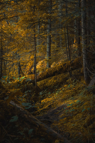 Sonbahar ormanın derinliklerinde düşen ağaçlarla birlikte Ekim sonbahar mevsiminde sarı, turuncu ve kahverengi renklerin dikey doğal fotoğrafları. - Fotoğraf, Görsel