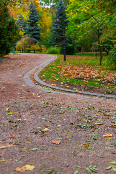 вертикальна фотографія осіннього парку, що йде стежкою з помаранчевим і жовтим кольорами жовтня
 - Фото, зображення