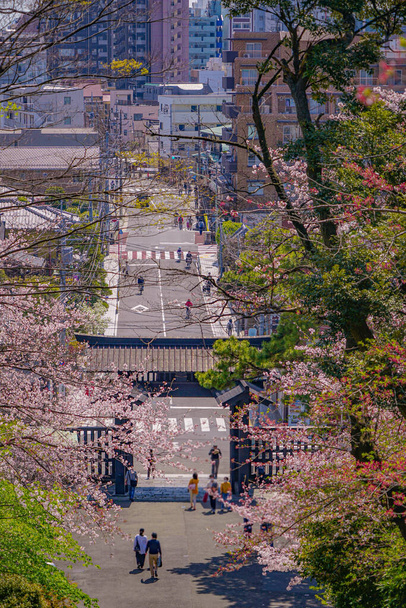 Ανθίζει κερασιάς στον ναό Ικεγκάμι Χονμόνζι. Τοποθεσία: Ota -ku, Τόκιο - Φωτογραφία, εικόνα