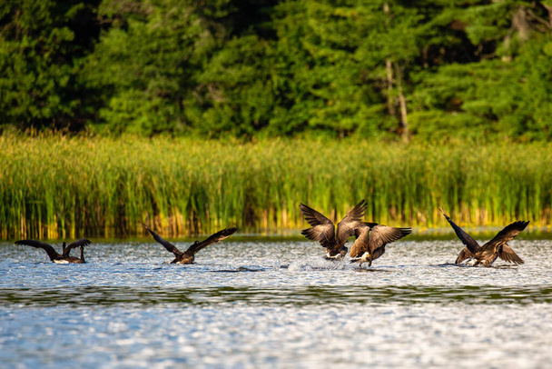 Kanada kazı (branta canadensis) Wisconsin gölünden kalkıyor. - Fotoğraf, Görsel